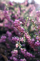 Heather blooms in spring in the park
