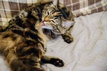 A beautiful fluffy cat lies on a gray blanket and washes her face, licking her fluffy fur with her tongue. The concept of pet care. Lifestyle.