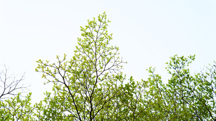Top branch of Ivory Coast Almond tree spread beautifully against the sky. Leaves texture and bright sky background. Travel in nice day, nature, sustainability, and landscape. Morning sky and branch.