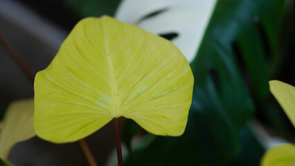 Homolomena Rubescens variegated in the pot