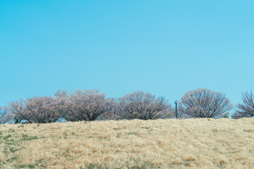 Fototapeta premium 公園の花を一眼レフで撮る女性