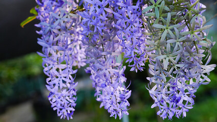 petrea volubilis, purple wreath background on green leaves