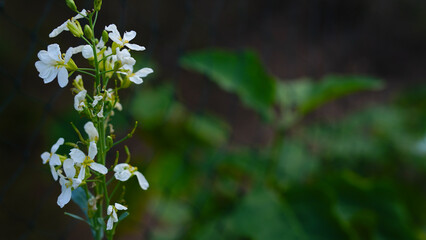 Close-up of white kale flowers on a natural background.