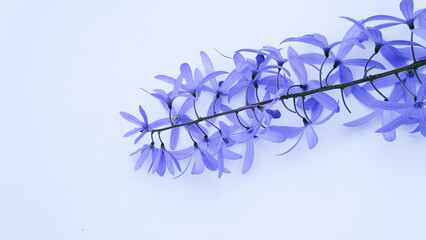 Close-up Petrea volubilis beautiful purple flower blossom with green leaves isolated on white...