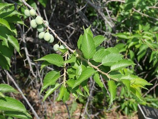 American Plum tree fruits in summer, Colorado