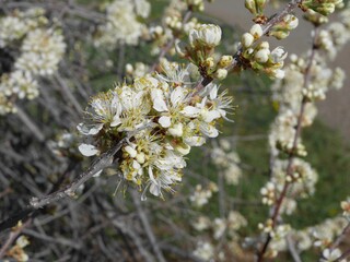American Plum tree flowers, Colorado