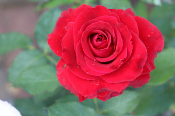 RED roses are blooming in the garden.