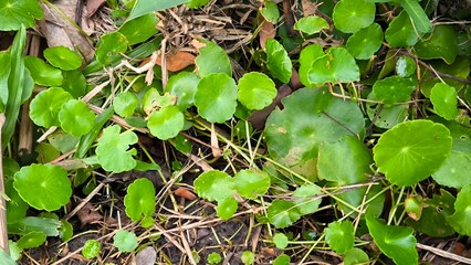 Green leaves for background