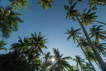 Obraz premium Palm trees on blue sky background at Kg. Agong at Penaga, Penang during hot mid day.