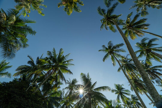 Palm trees on blue sky background at Kg. Agong at Penaga, Penang during hot mid day.