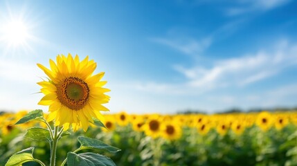 Fototapeta premium Bright Sunflower Field Under Vibrant Blue Sky on Sunny Day