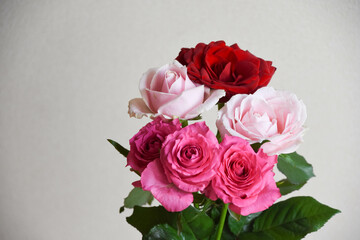 赤とピンクのばら