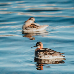 Two red-necked phalaropes gracefully float on calm waters in East Iceland, reflecting in the ripples
