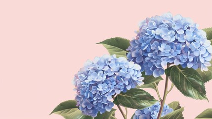blue hydrangeas on a pink background.