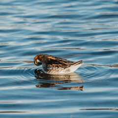 A red-necked phalarope preening while floating on calm waters in East Iceland