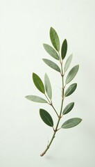Fototapeta premium A delicate olive branch with tiny leaves against a soft white background, botanical, delicate, stem