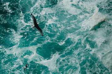Fototapeta premium Common seagulls soaring over turquoise ocean waves at Látrabjarg, West Iceland...