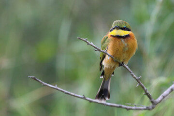 Zwergspint / Little bee-eater / Merops pusillus