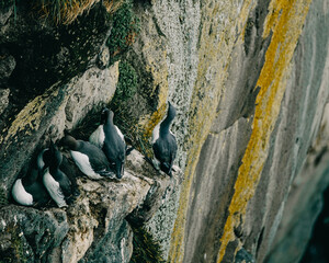 Common guillemots nesting on rugged cliffs of Látrabjarg, West Iceland...