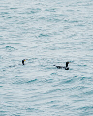 Two Great Cormorants swimming in the ocean off the coast of South Iceland...