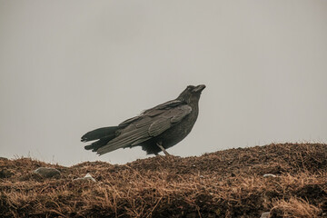 Close-up of a black crow against a clear sky in Jökulsárlón, South Iceland