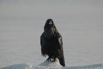 A black crow perched on snow in Sólheimajökull, South Iceland, with a misty winter backdrop