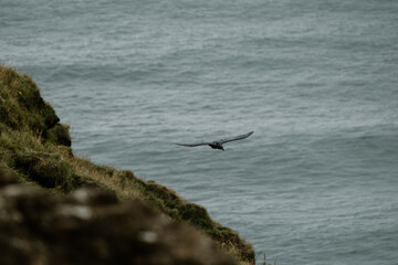 A black crow soars over the coastal cliffs of Dyrhólaey, South Iceland, above the North Atlantic Ocean