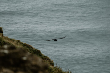 A black crow soars over the coastal cliffs of Dyrhólaey, South Iceland, above the North Atlantic...