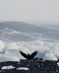 A black crow spreads its wings on the icy shores of Breiðamerkursandur, South Iceland, with waves...