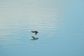 Eider duck in flight over calm blue waters in South Iceland, with reflection...