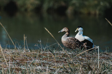 Male and female eider ducks near a pond in South Iceland...