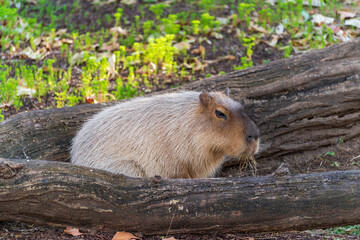 Capibara en el bosque 