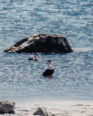 Eider ducks floating in the coastal waters of Ytri Tunga, Snaefellsnes, West Iceland...