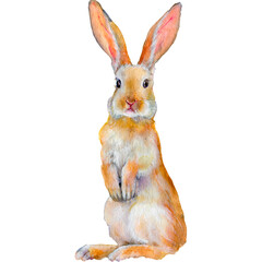 Watercolor illustration of a red rabbit standing on its hind legs