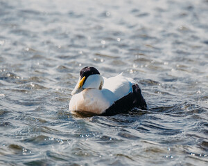 Eider duck swimming in the coastal waters of Ytri Tunga, Snaefellsnes, West Iceland...