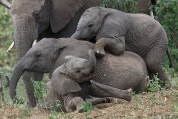 Fototapeta premium Afrikanischer Elefant / African elephant / Loxodonta africana