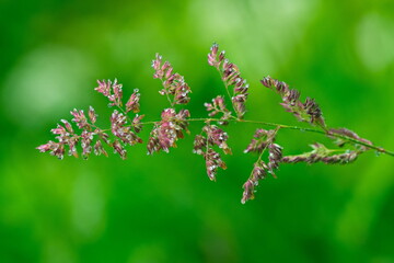 Rohrglanzgras (Phalaris arundinacea L.) mit Regentropfen