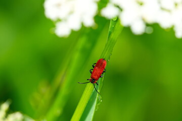 Naklejka premium Rüssel-Rotdeckenkäfer (Lygistopterus sanguineus)