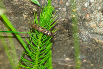 Pilzkopf-Köcherjungfer ( Anabolia nervosa )