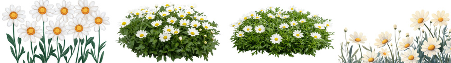 Fototapeta premium Stunning field of thriving blooming white daisies surrounded by lush verdant foliage creating a calming peaceful and serene natural background The delicate daisy flowers provide a soft