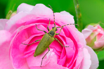 The green longhorn beetle, or green leptura (Latin: Lepturobosca virens) is a beetle from the...