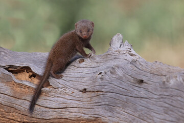 Südliche Zwergmanguste / Dwarf mongoose / Helogale parvula.