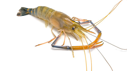 Fresh river prawns isolated on white background. Big freshwater prawns. River prawns for cooking.