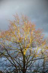 Late sun shining through leafless tree