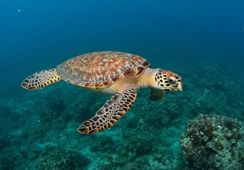 Obraz premium Hawksbill Sea Turtle Underwater Ocean Wildlife Photo