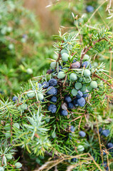  Close-up of a juniper tree 