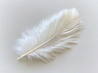 Delicate White Feather Isolated on Smooth Background Perfect for Nature, Softness, and Elegance Themes
