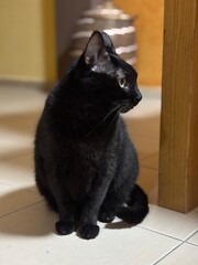 black cat in the house 