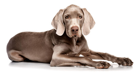 寝転がっているワイマラナー。白背景。（weimaraner lying down on white background）
