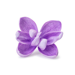 Spring lilac flower close up. One purple lilac flower on a white background. Clipping path. No AI tools